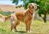 Study Finds Golden Retrievers and Humans Share Genes