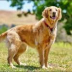 Study Finds Golden Retrievers and Humans Share Genes