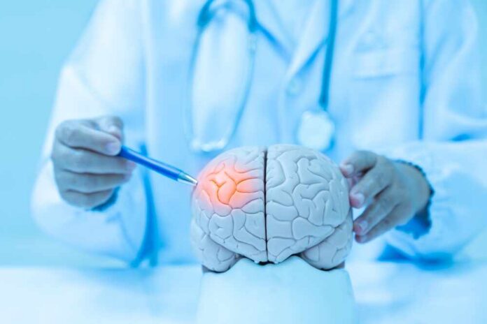 Doctor examining a model of a brain with a pen