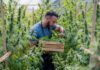 A man carefully harvesting cannabis plants in a greenhouse