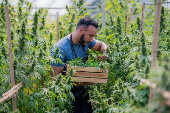 A man carefully harvesting cannabis plants in a greenhouse