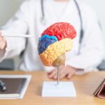 A doctor pointing at a colorful brain model during a consultation