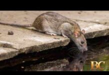 Mutant sewer rats spreading through major US cities