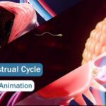 The Menstrual Cycle – 3D Medical Animation