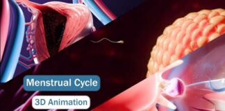 The Menstrual Cycle – 3D Medical Animation