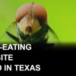 Flesh-eating New World screwworm found in Texas calf, USDA says