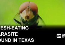 USDA Alarm Over Flesh-Eating Fly Flesh-eating New World screwworm found in Texas calf, USDA says