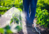 Brain-Invading Farm Pesticide Tied To Parkinson’s A farmer spraying pesticide on green plants in a field