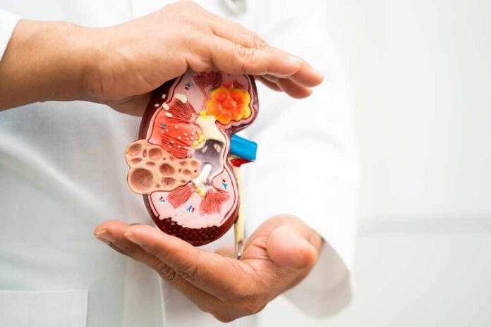 A healthcare professional holding a detailed model of a kidney