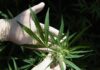 Weed Without High? Pain Twist Emerges A gloved hand holding a cannabis plant with green leaves