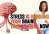 How Stress Impacts Your Brain, Memory & Decision-Making