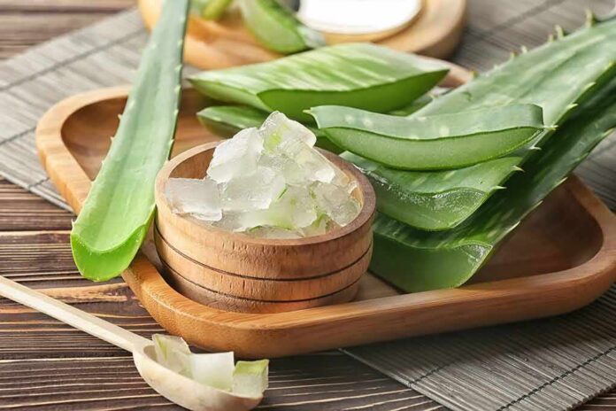 shutterstock_1208897563 Aloe vera leaves and gel in a wooden bowl