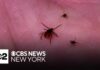 4th case of rabbit fever detected in Suffolk County