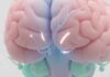 The Hidden Hormone Connection - Thyroid Disease & Sleep Apnea