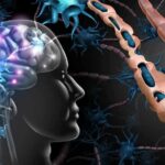 Human brain and damaged myelin sheath illustration
