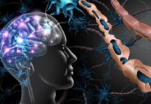 How Brain Drain Starts In The Gut Human brain and damaged myelin sheath illustration