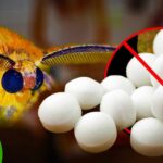 Why Don’t We Use Mothballs Anymore?