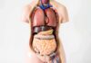 Anatomical torso model showing internal organs