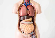 Anatomical torso model showing internal organs