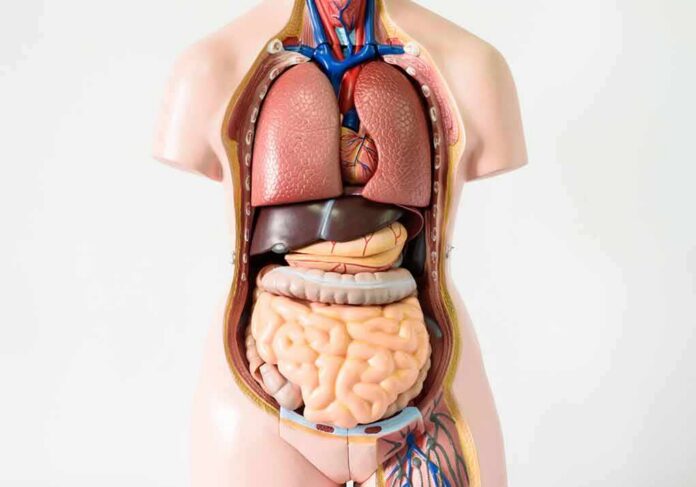 Anatomical torso model showing internal organs