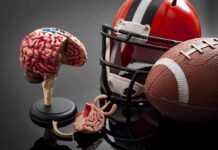 Brain model beside football helmet and ball