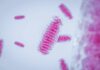 Pink rod-shaped bacteria under magnification