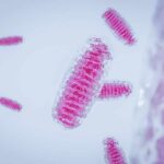 Pink rod-shaped bacteria under magnification