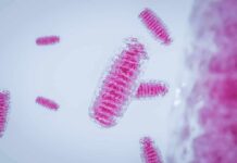 Pink rod-shaped bacteria under magnification