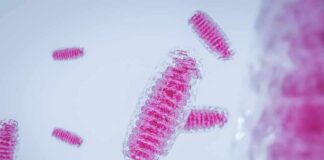 Pink rod-shaped bacteria under magnification