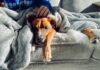 Dog resting on a couch under a gray blanket