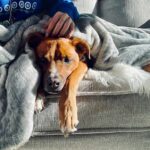 Dog resting on a couch under a gray blanket