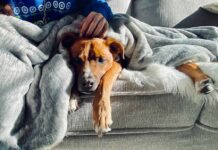 Dog Petting’s Weird Aftershock Dog resting on a couch under a gray blanket