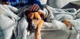 Dog resting on a couch under a gray blanket